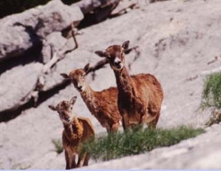  La fauna 